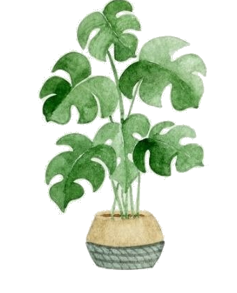 Monstera