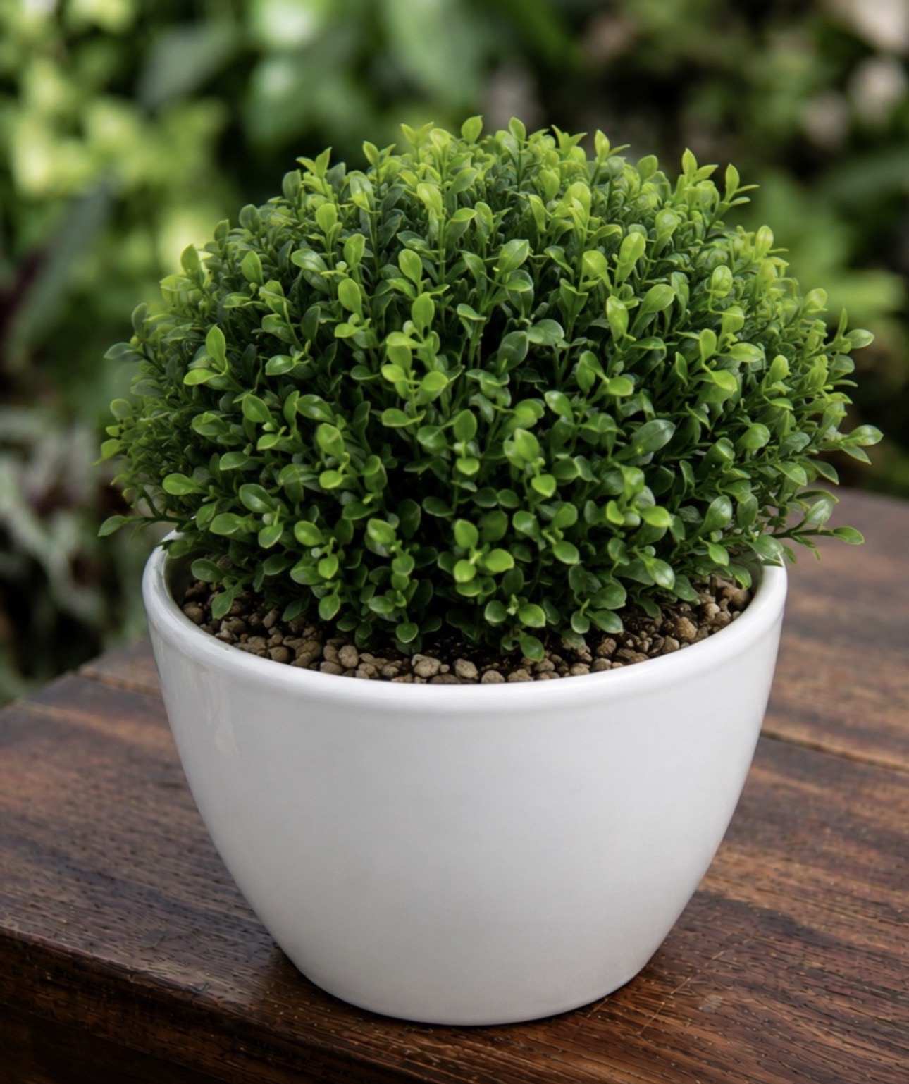 Buxus