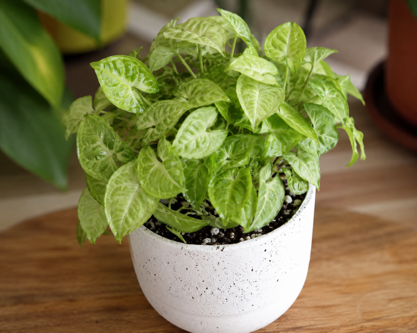 Syngonium Mini