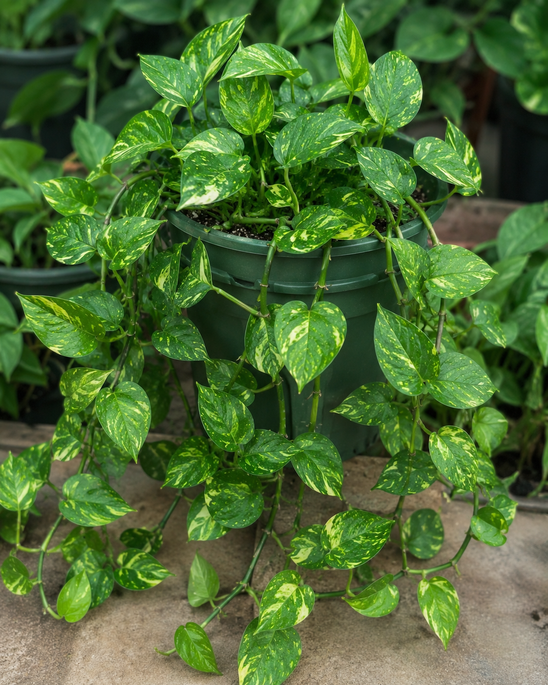 Pothos Vines