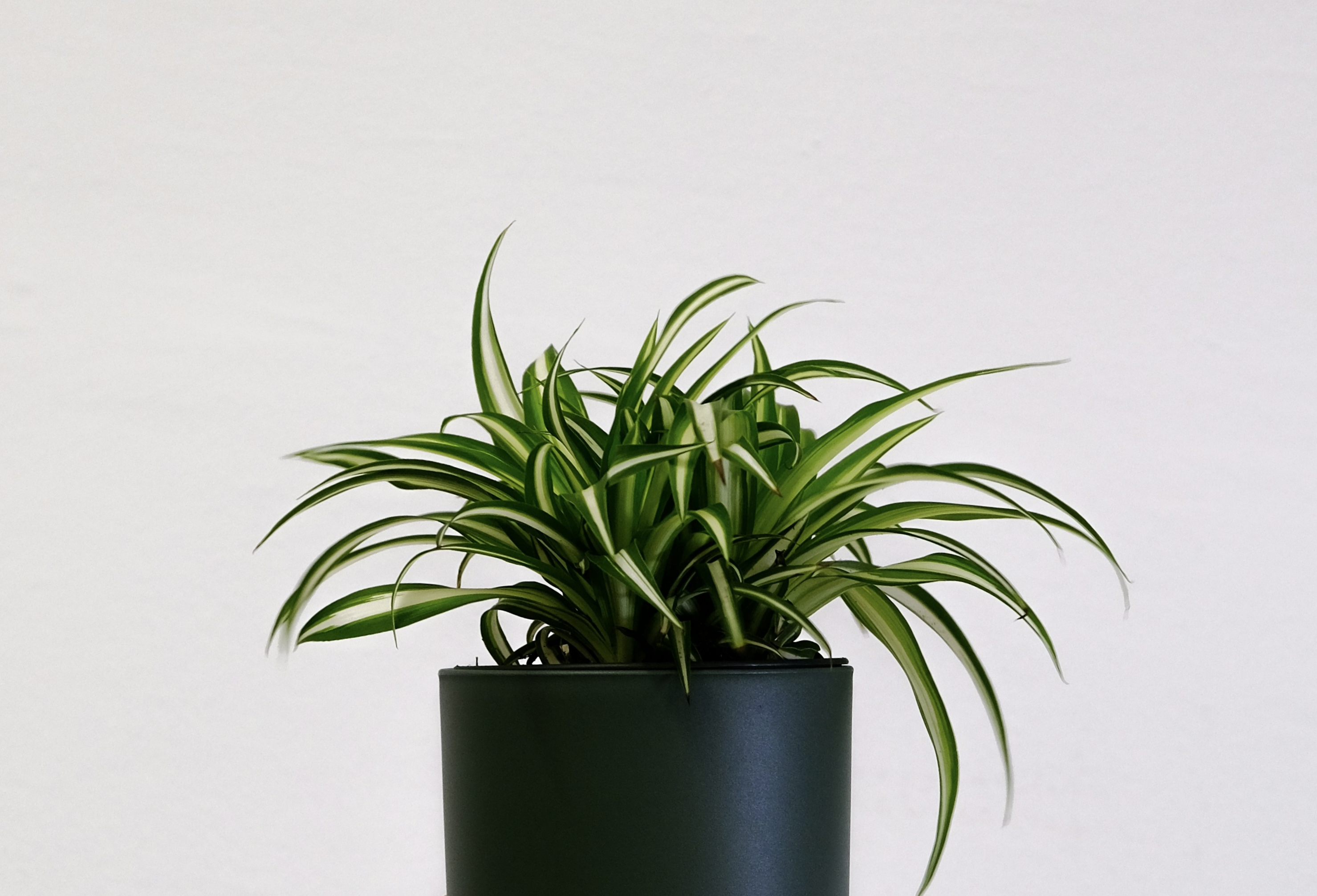 Spider plant 