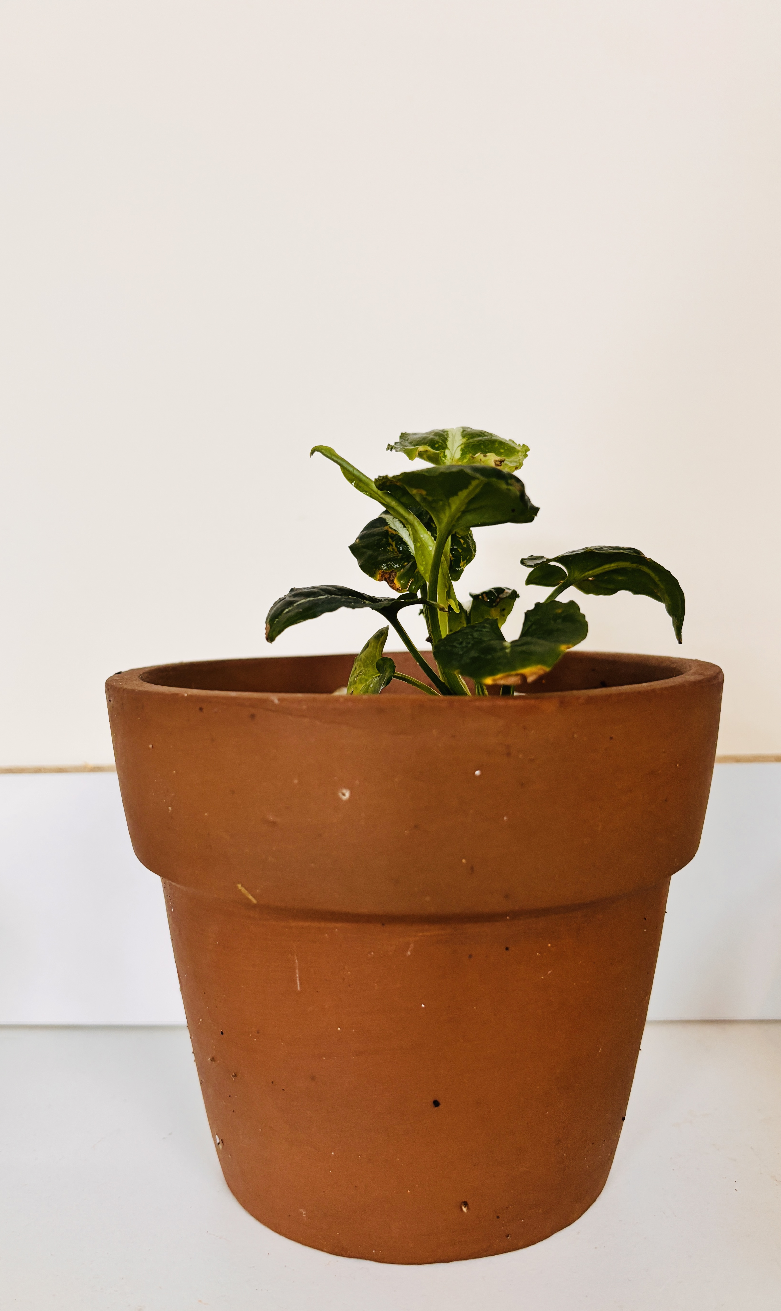 Syngonium wendlandii & Amber pot