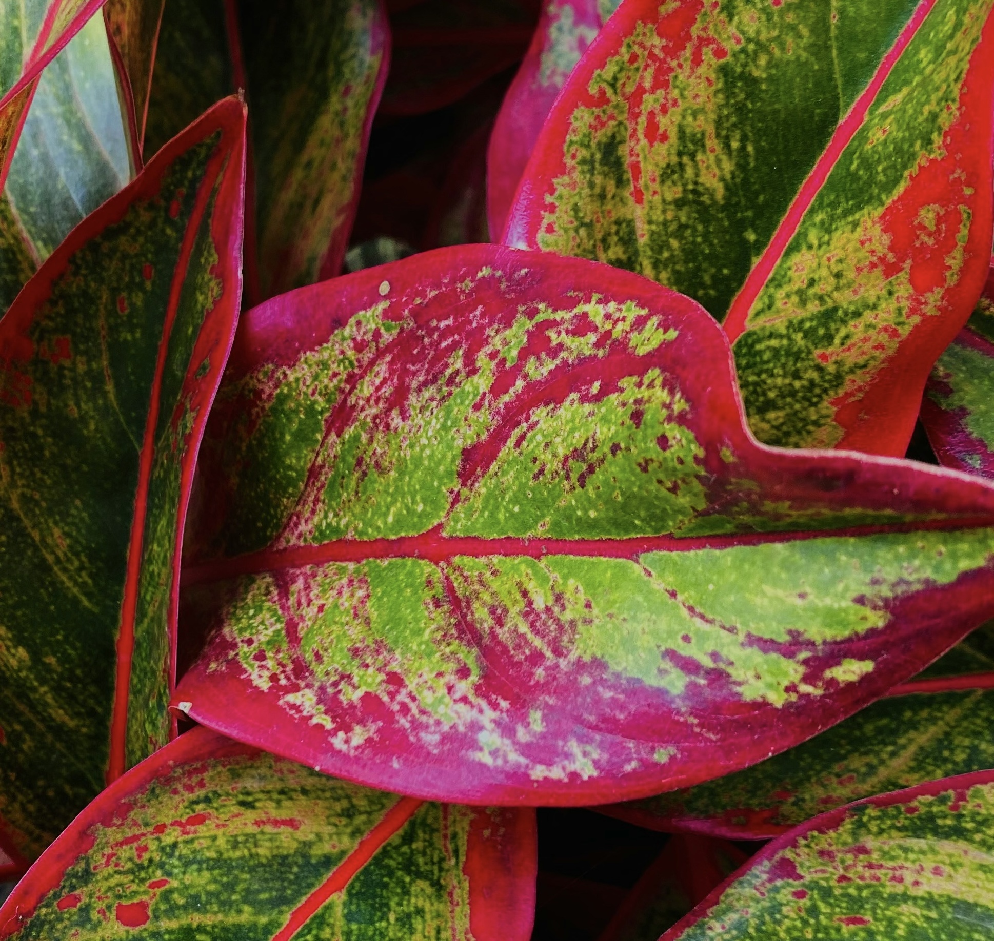 Aglaonema lipstick plant 