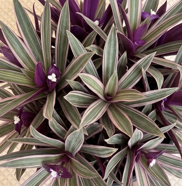 Tradescantia spathacea (Moses-in-a-cradle)