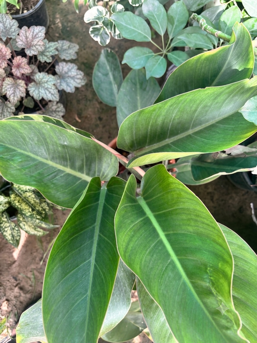 Philodendron Congo rojo
