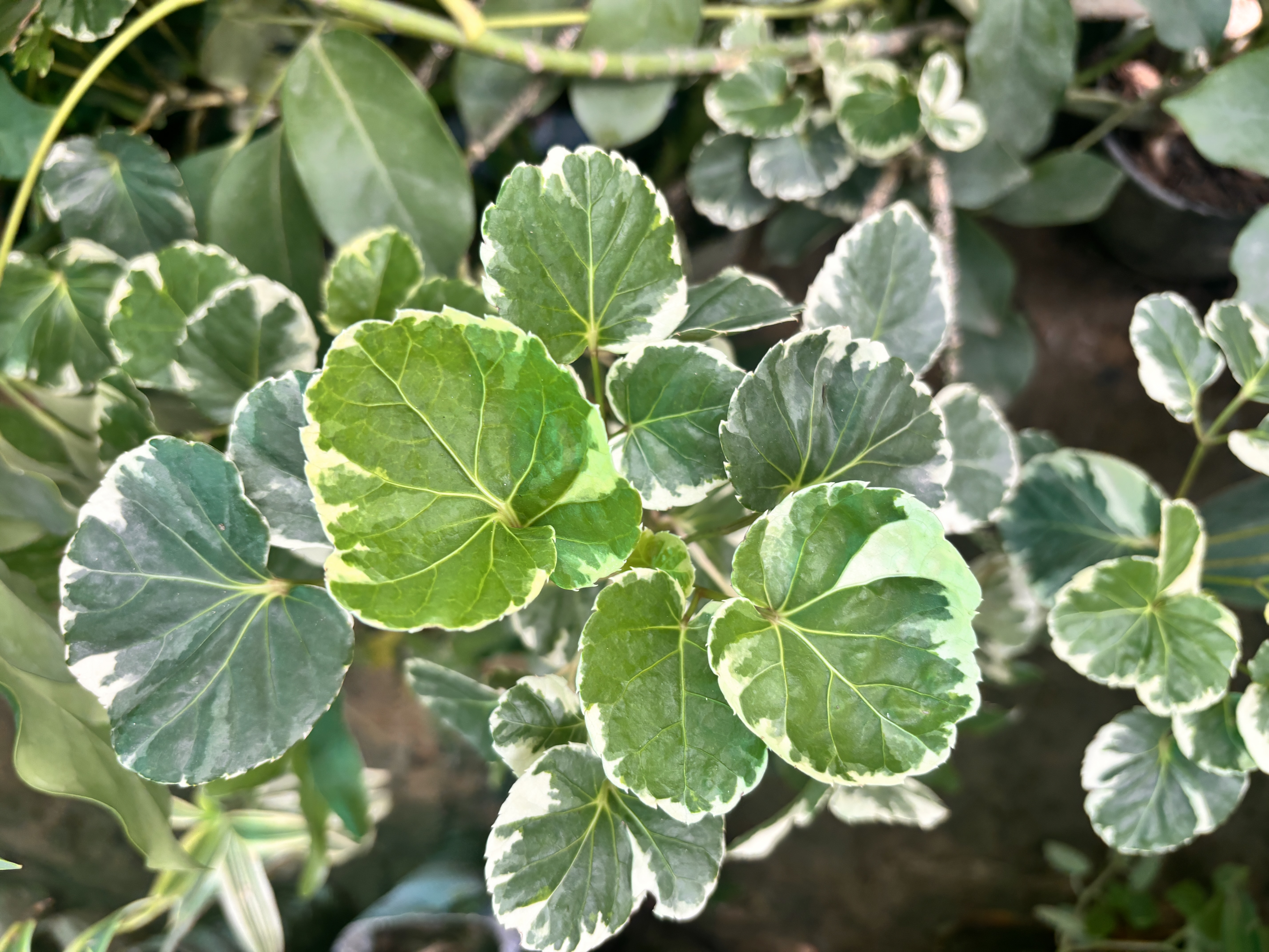 Geranium aralia