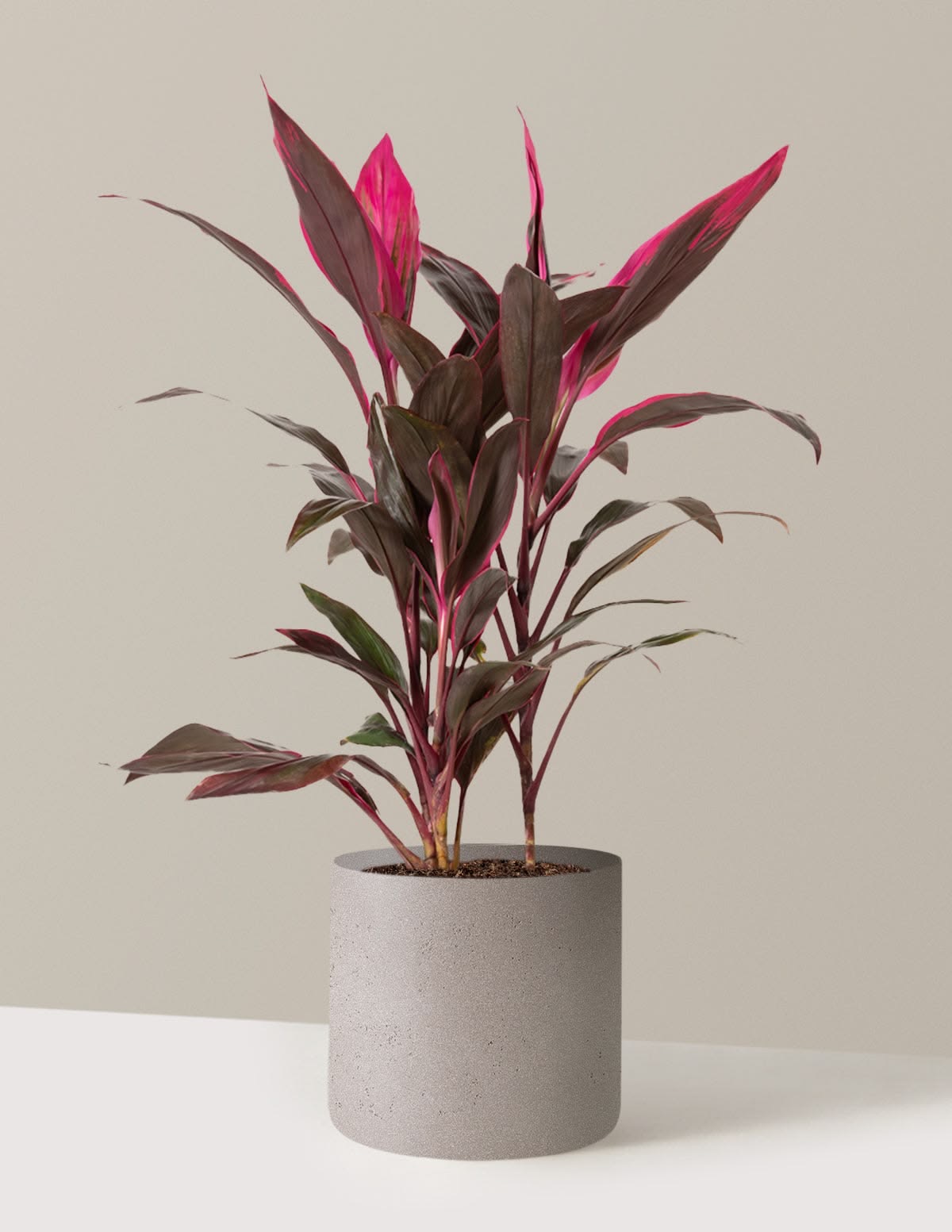 Red cordyline 